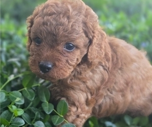 Medium Cavapoo