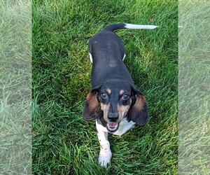 Olivia - Female Dachshund Dog for Adoption - Photo #2