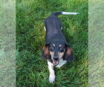 Small Photo #2 Dachshund Puppy For Sale in Sioux Falls, SD, USA