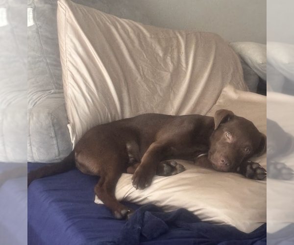 Medium Photo #8 Labrador Retriever-Unknown Mix Puppy For Sale in Brooklyn, NY, USA