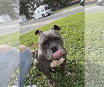 Small #6 Bulldog Mix