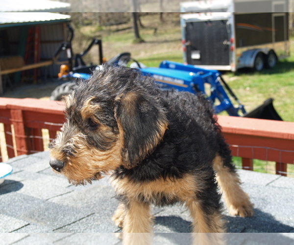 Medium Photo #7 Airedale Terrier Puppy For Sale in CHARLESTOWN, IN, USA