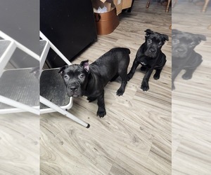 Cane Corso Puppy for Sale in INDUSTRY, Pennsylvania USA