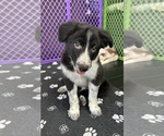 Puppy Prince Border Collie