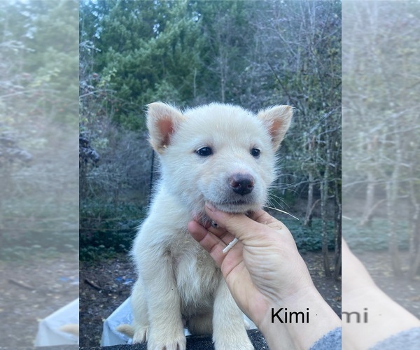 Medium Photo #1 Gerberian Shepsky Puppy For Sale in MAD RIVER, CA, USA