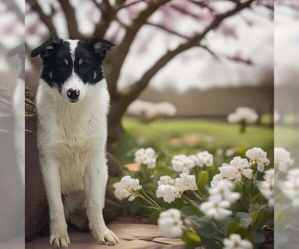 Medium Photo #7 Border Collie Puppy For Sale in Highland, IL, USA