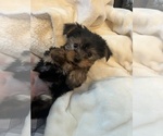 Small Photo #5 Yorkshire Terrier Puppy For Sale in MARTINSVILLE, IN, USA