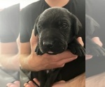 Small Photo #2 Labrador Retriever Puppy For Sale in LA CONNER, WA, USA