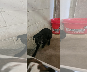 Chihuahua-Unknown Mix Dogs for adoption in El Centro, CA, USA