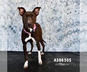 Labrador Retriever-Unknown Mix Dogs for adoption in Conroe, TX, USA