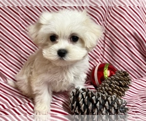 Maltese Puppy for sale in JONESTOWN, TX, USA