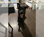 Small #3 Labrador Retriever Mix