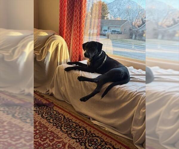 Medium Photo #2 Labrador Retriever-Unknown Mix Puppy For Sale in West Valley, UT, USA