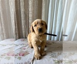 Puppy AKC Max Golden Retriever