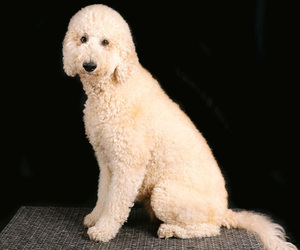 Mother of the Goldendoodle puppies born on 07/27/2025