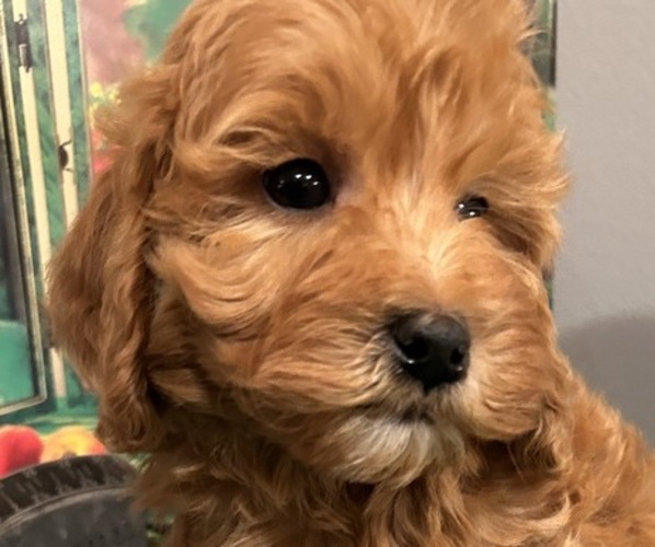 Medium Photo #1 Goldendoodle (Miniature) Puppy For Sale in LAWRENCE, MI, USA
