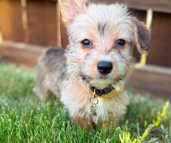 Medium Photo #1 Morkie-Pembroke Welsh Corgi Mix Puppy For Sale in ARLINGTON, TX, USA