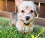 Image preview for Ad Listing. Nickname: Biscuit