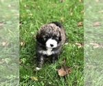Small Photo #8 Bernedoodle Puppy For Sale in STEWARTSVILLE, NJ, USA
