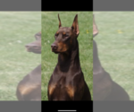 Small #9 Doberman Pinscher