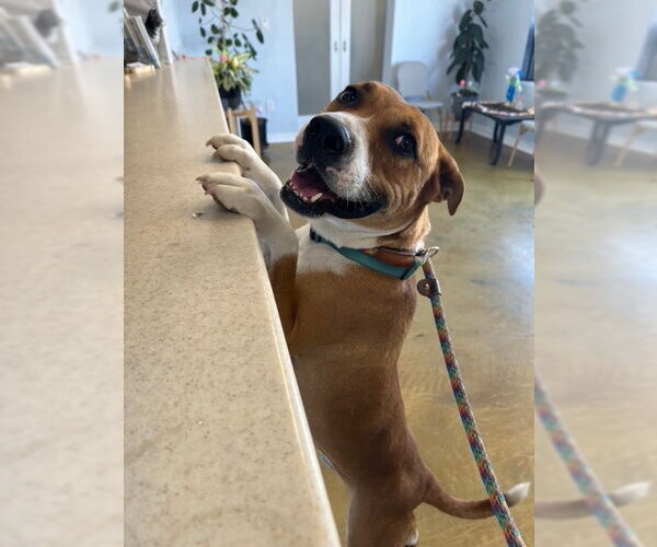 Medium Photo #2 American Staffordshire Terrier-Labrador Retriever Mix Puppy For Sale in phoenix, AZ, USA