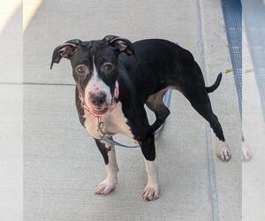 American Pit Bull Terrier-Unknown Mix Dogs for adoption in Waterford, VA, USA