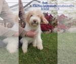 Small Photo #25 Goldendoodle (Miniature) Puppy For Sale in TOPEKA, IN, USA