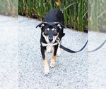 Small Photo #3 Labrottie Puppy For Sale in Germanton, TN, USA