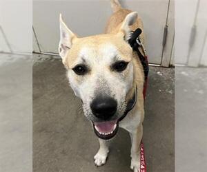 German Shepherd Dog Dogs for adoption in Rosenberg, TX, USA