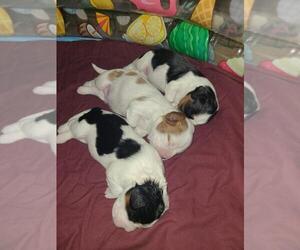 Cavalier King Charles Spaniel Puppy for sale in TUSTIN, CA, USA