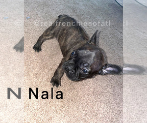 French Bulldog Puppy for sale in DACULA, GA, USA