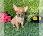 Small Chihuahua