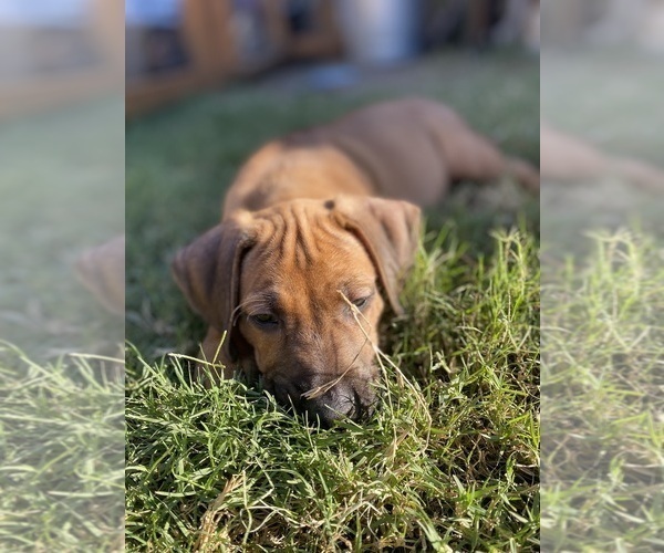 Medium Photo #28 Rhodesian Ridgeback Puppy For Sale in KELLER, TX, USA