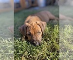 Small Photo #28 Rhodesian Ridgeback Puppy For Sale in KELLER, TX, USA