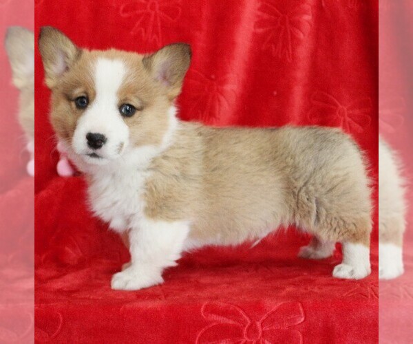 Medium Photo #3 Pembroke Welsh Corgi Puppy For Sale in COATESVILLE, PA, USA