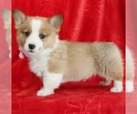 Small #2 Pembroke Welsh Corgi