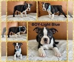Puppy Boy Light Blue Boston Terrier