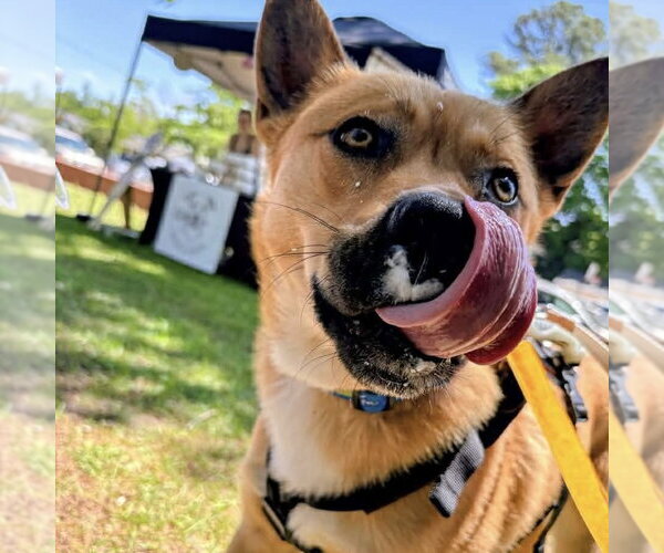 Medium Photo #2 Siberian Husky-Unknown Mix Puppy For Sale in Spring Lake, NC, USA