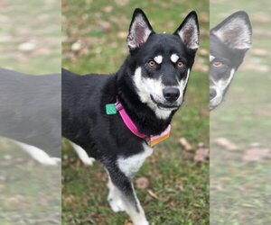 Siberian Husky-Unknown Mix Dogs for adoption in Clarkston, MI, USA