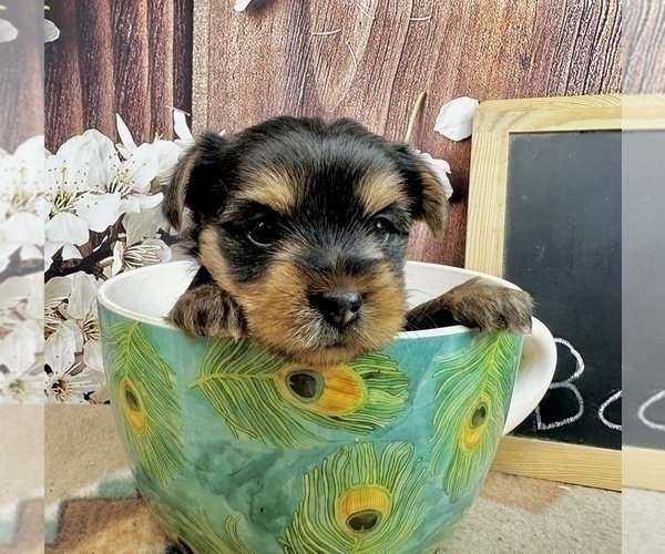 Medium Photo #14 Yorkshire Terrier Puppy For Sale in CASSVILLE, MO, USA