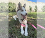 Small Photo #6 Siberian Husky Puppy For Sale in Carrollton, TX, USA