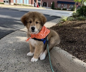 Golden Retriever-Labradoodle Mix Puppy for sale in WINTER PARK, FL, USA