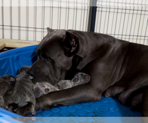 Mother of the Cane Corso puppies born on 02/24/2024