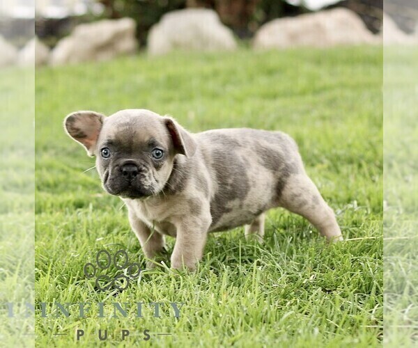 Medium Photo #3 French Bulldog Puppy For Sale in RONKS, PA, USA