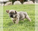 Small #2 French Bulldog