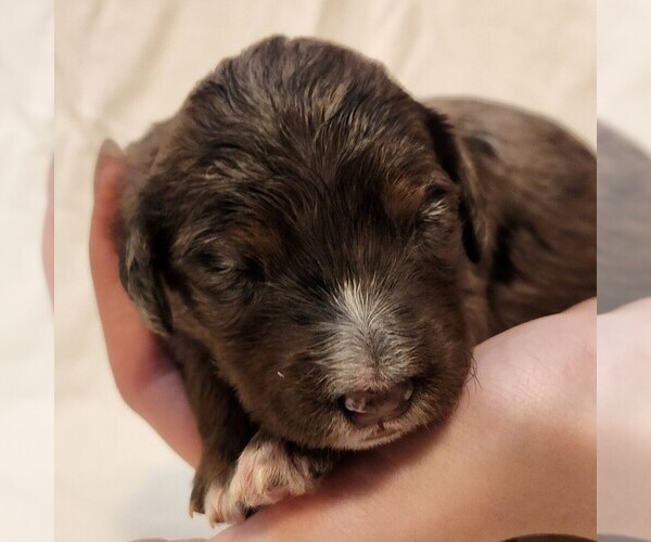 Medium Photo #4 F2 Aussiedoodle Puppy For Sale in COLUMBIA, TN, USA