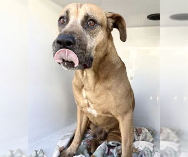 Medium Photo #1 Labrador Retriever-Unknown Mix Puppy For Sale in Houston, TX, USA