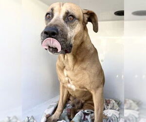 Labrador Retriever-Unknown Mix Dogs for adoption in Houston, TX, USA