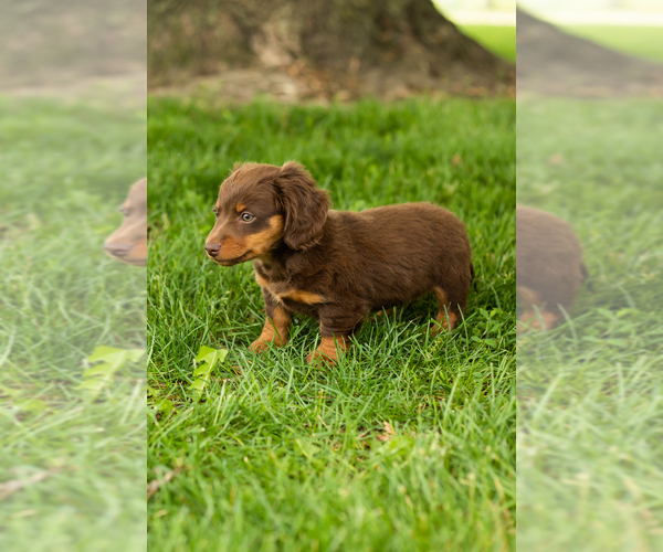 Medium Photo #6 Dachshund Puppy For Sale in BREMEN, IN, USA