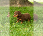 Small #5 Dachshund